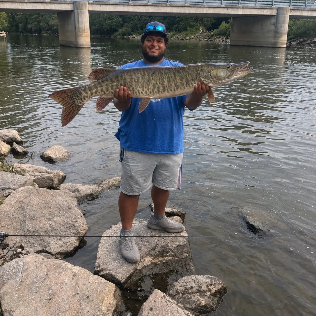 Tiger muskie caught on Fishbrain