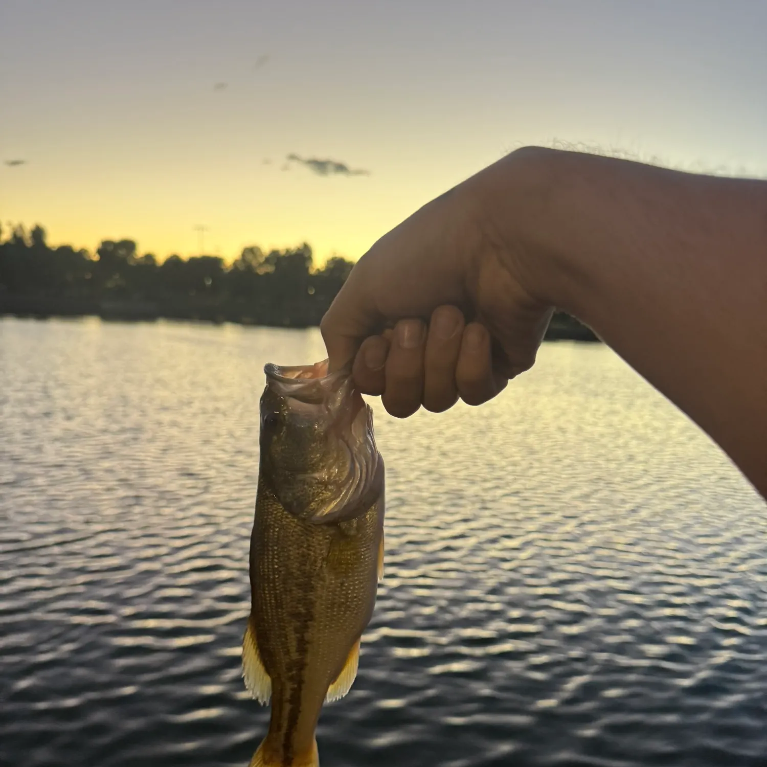 Largemouth bass caught on Fishbrain