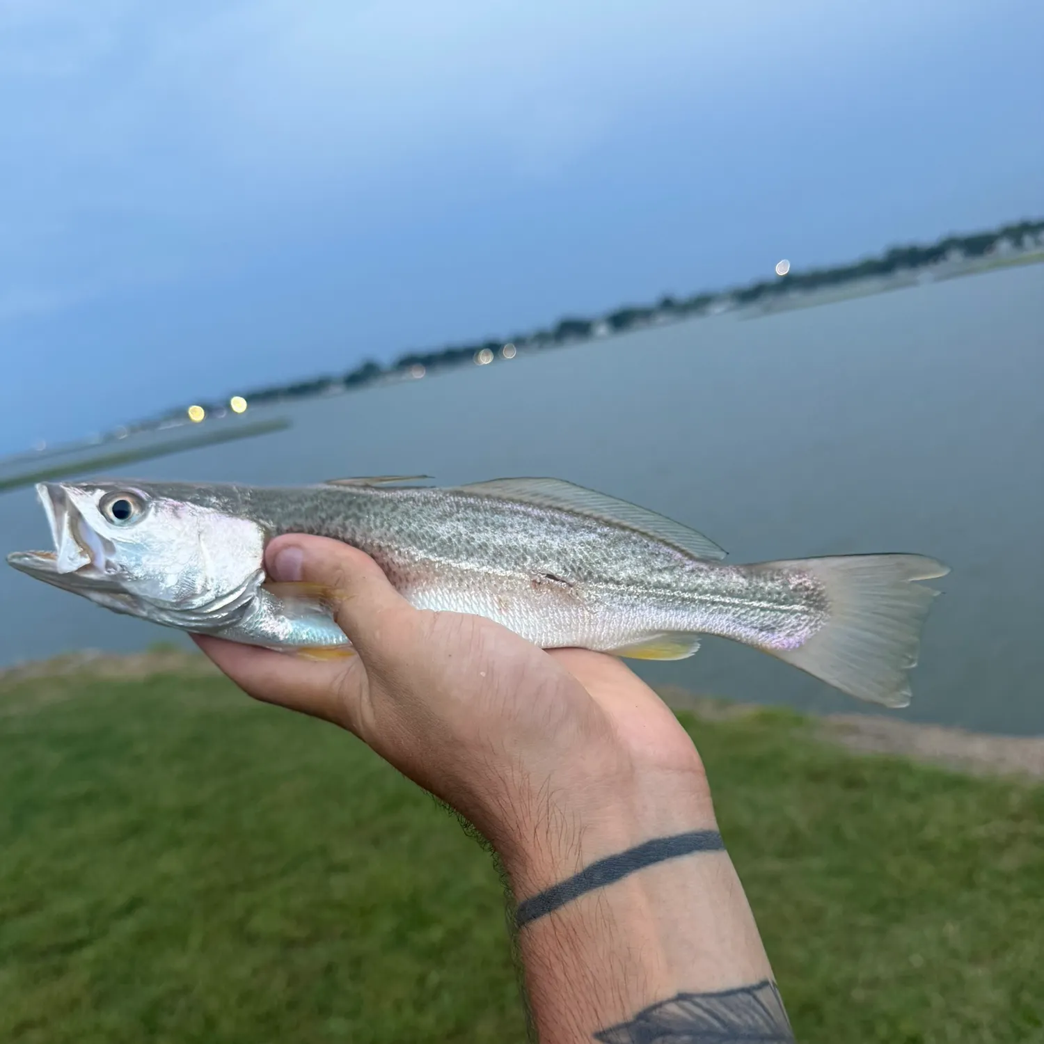 Gray weakfish caught on Fishbrain