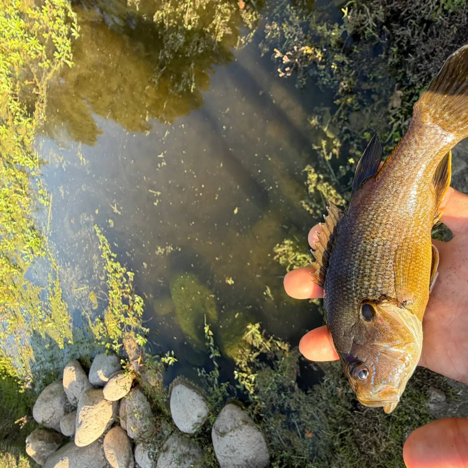 The most recent Green sunfish catches on Fishbrain