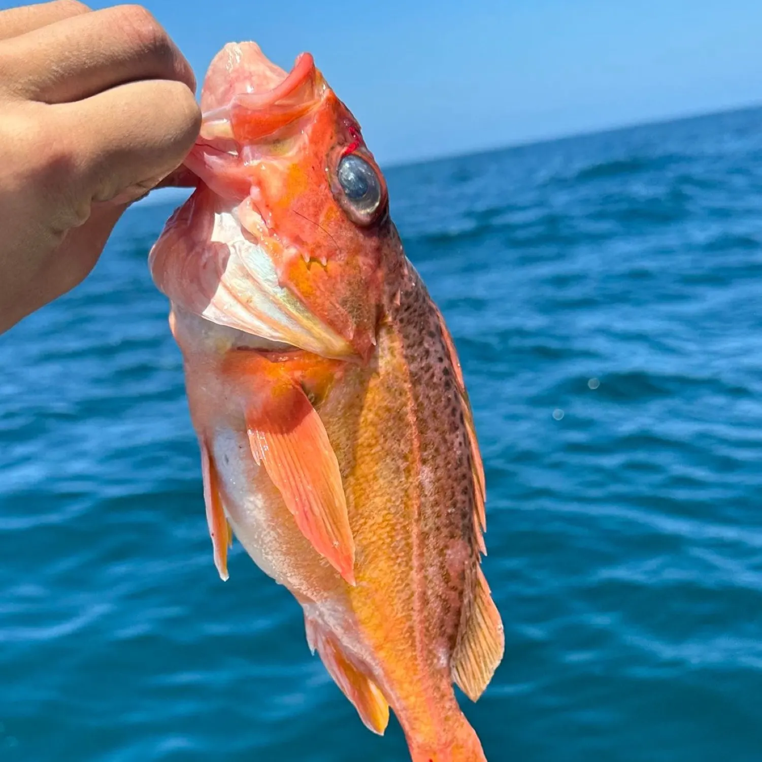 The most recent Greenspotted rockfish catches on Fishbrain