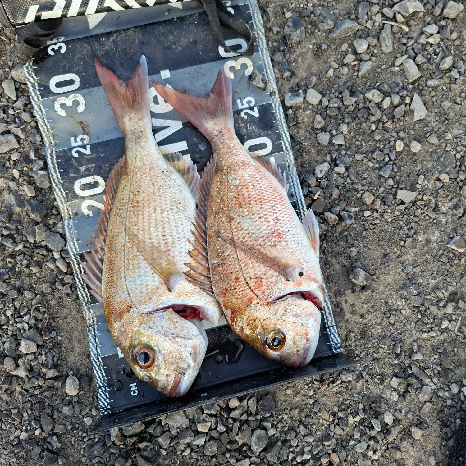 Australasian snapper caught on Fishbrain