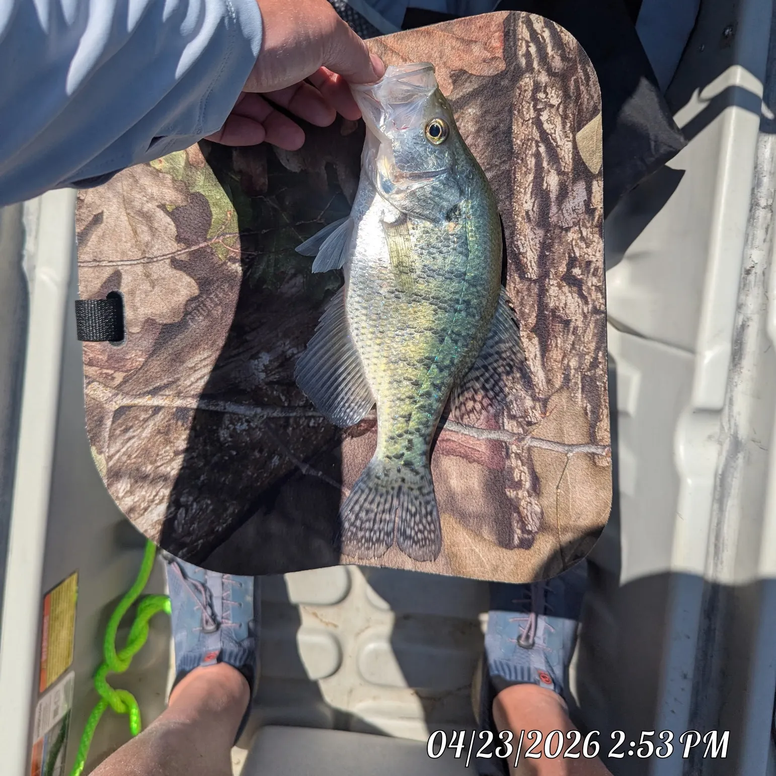 recently logged catches