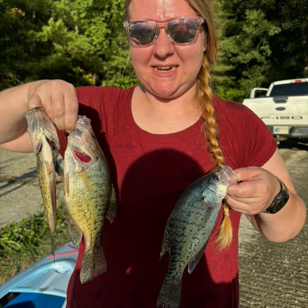 White crappie caught on Fishbrain