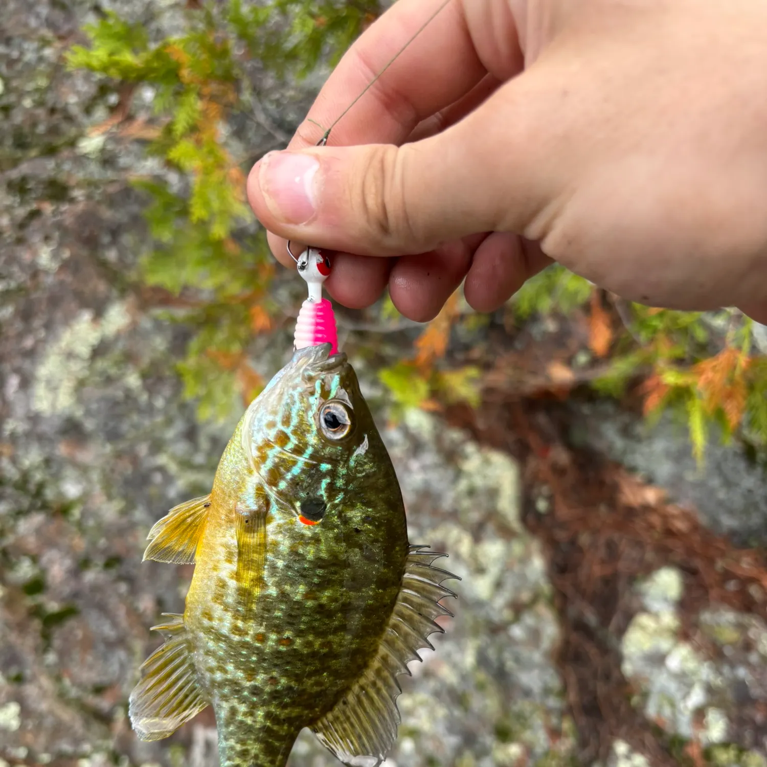 Bluegill caught on Fishbrain