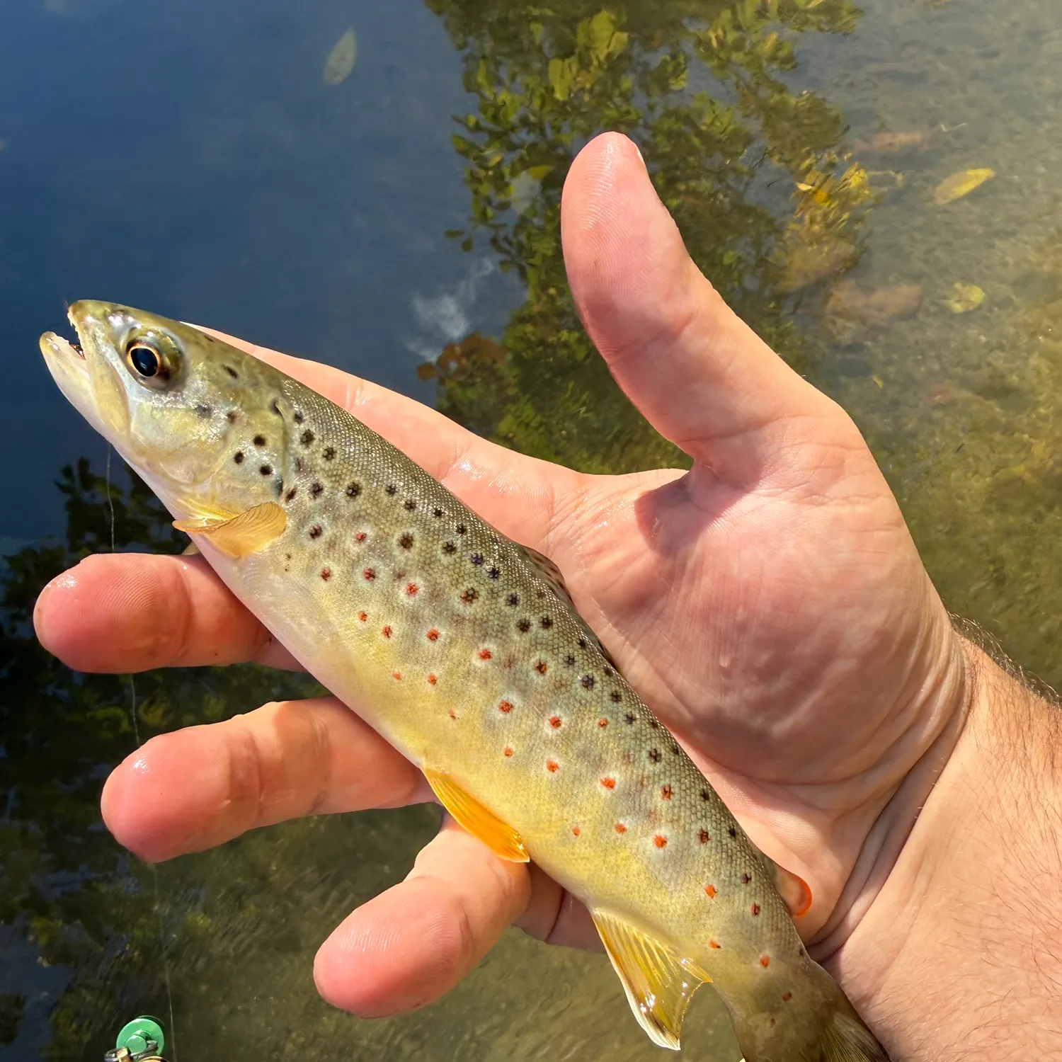Brown trout caught on Fishbrain