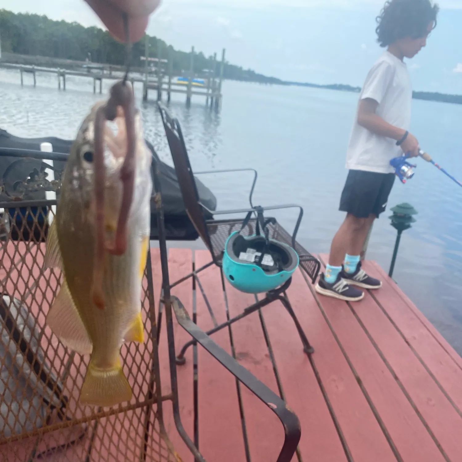 Silver perch caught on Fishbrain