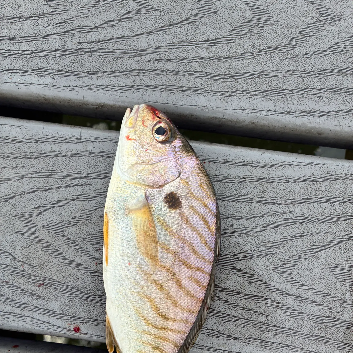 The most recent Northern puffer catches on Fishbrain