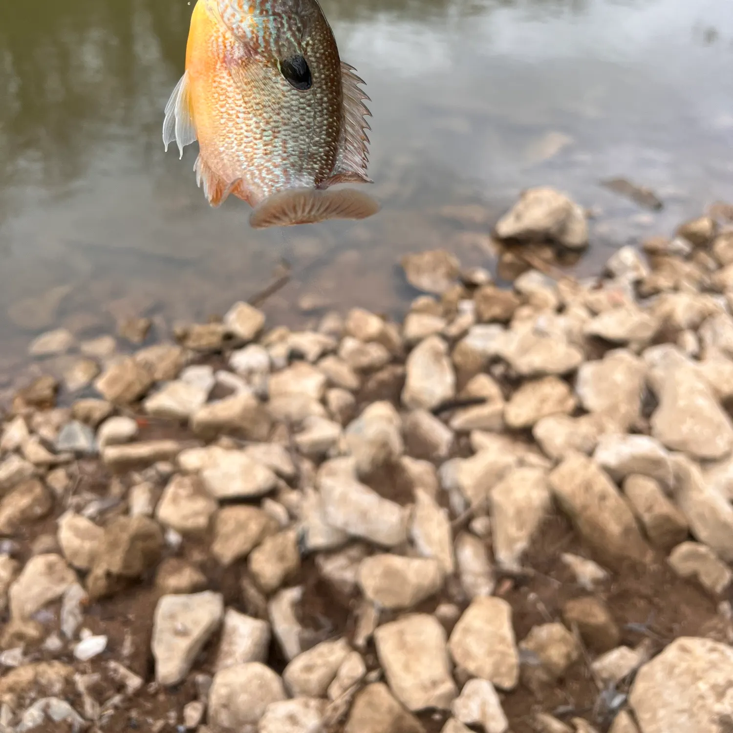 The most recent Longear sunfish catches on Fishbrain