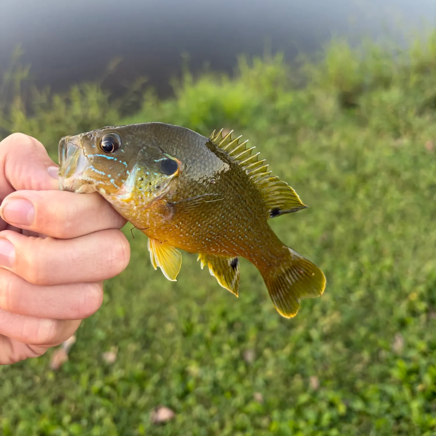 Green sunfish caught on Fishbrain
