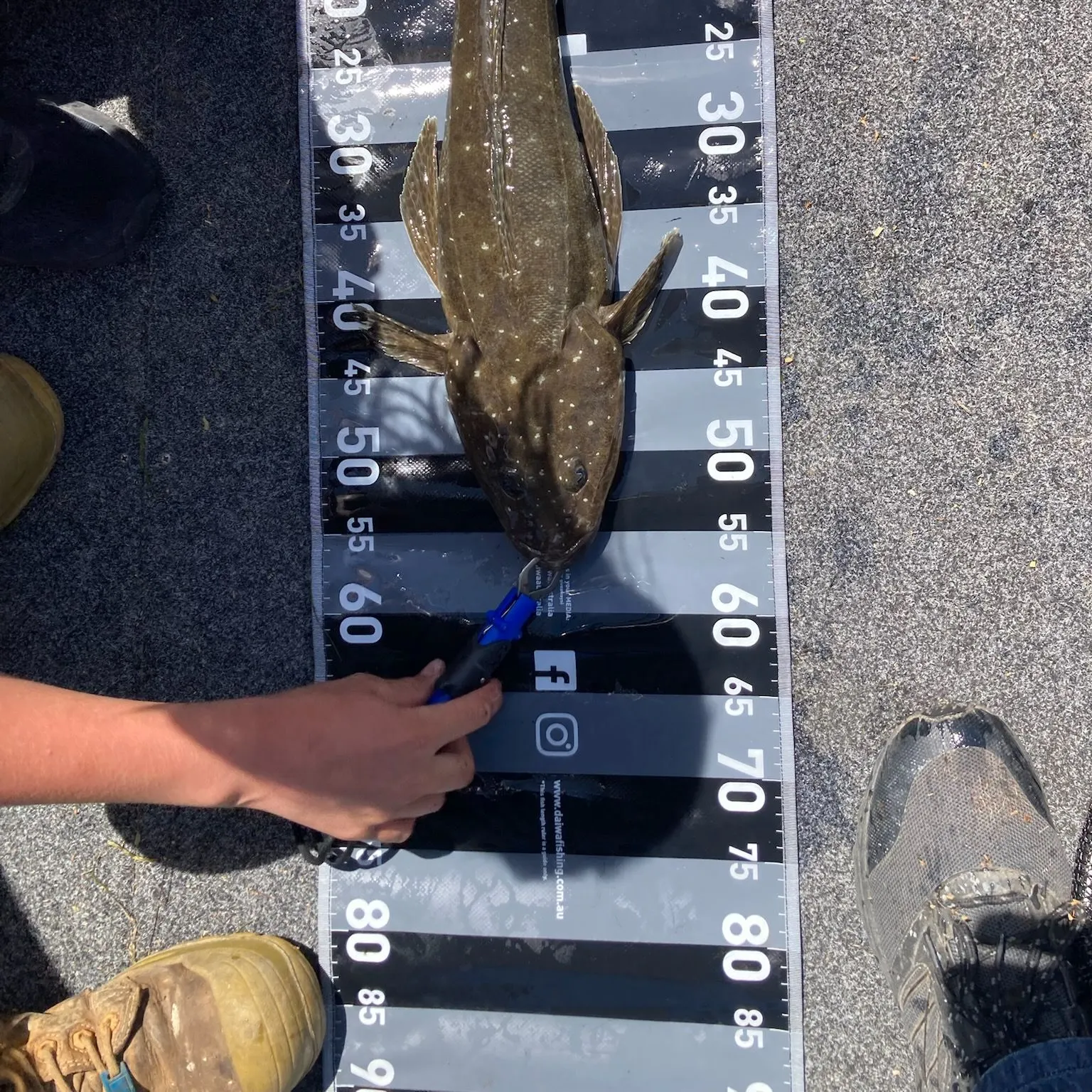 The most recent Blue-spotted flathead catches on Fishbrain