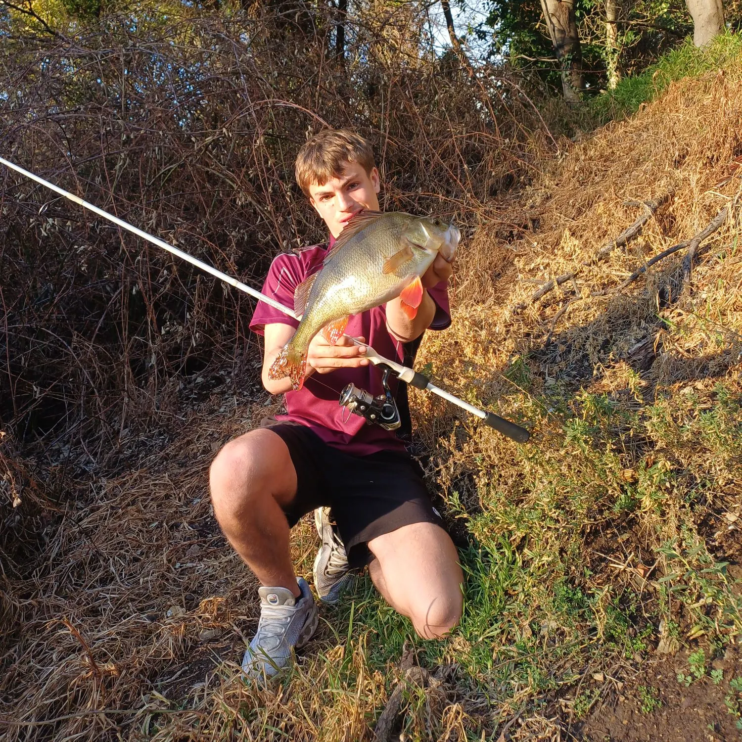 European perch caught on Fishbrain
