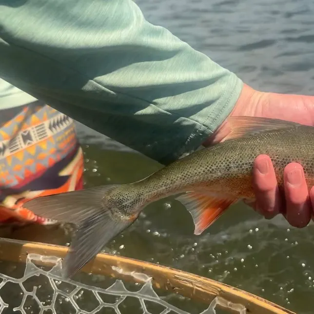The most recent Roundtail chub catches on Fishbrain