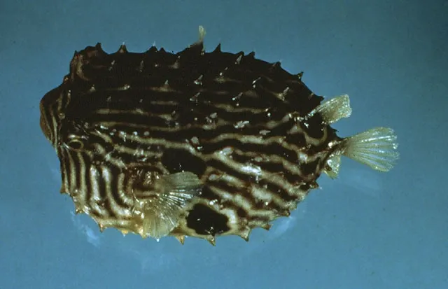 Striped burrfish