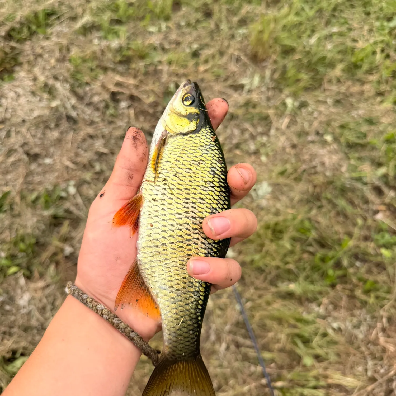 Golden shiner caught on Fishbrain