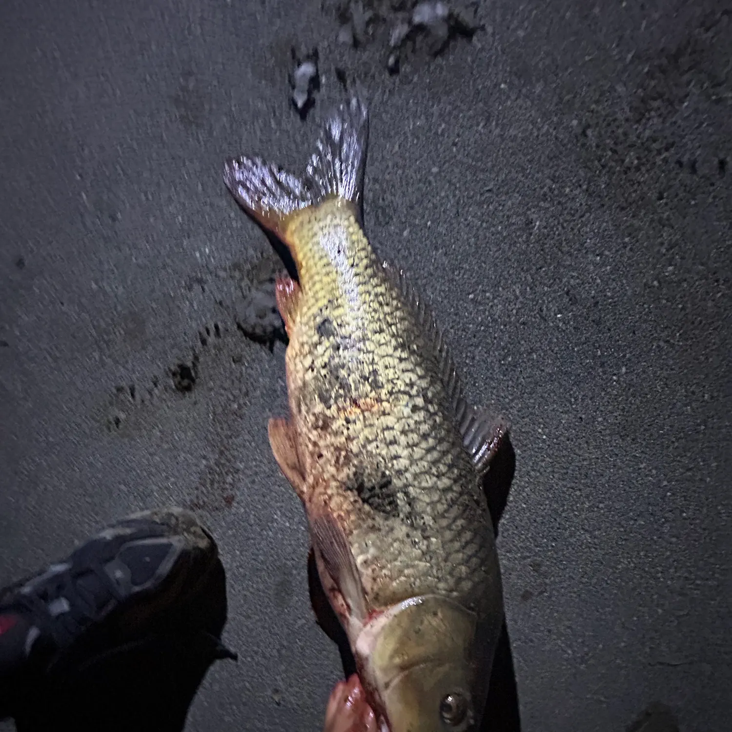 Common carp caught on Fishbrain