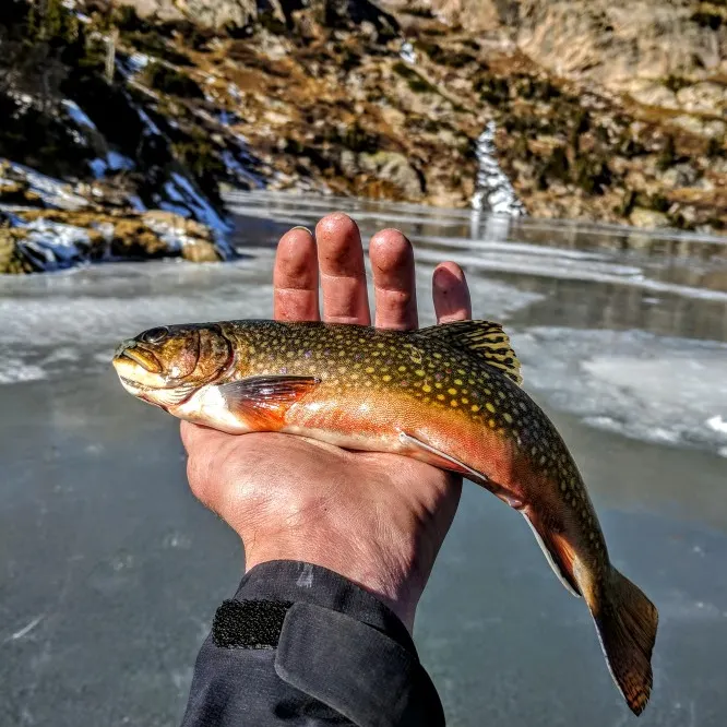 most liked catch image