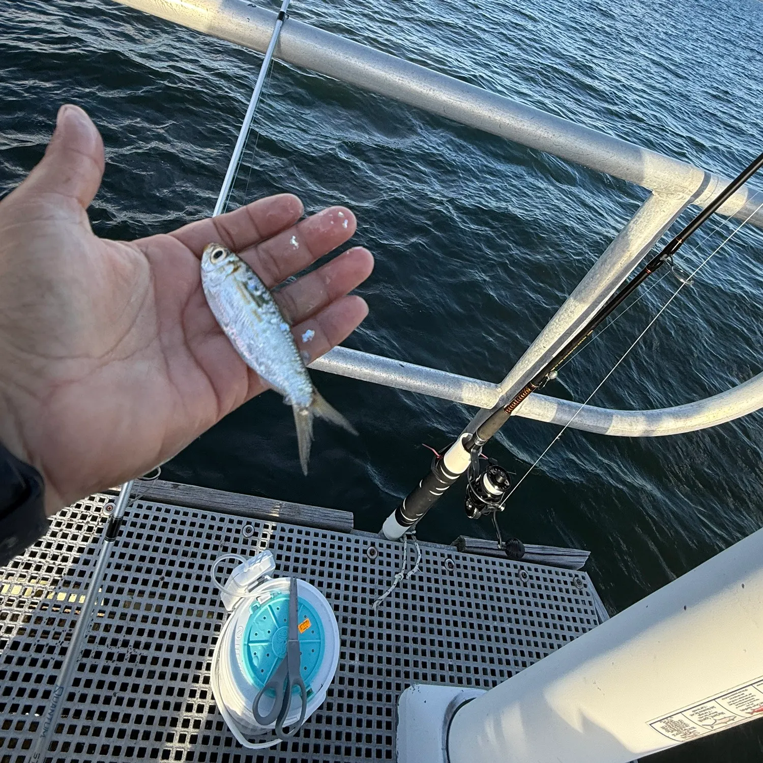 The most recent Scaled herring catches on Fishbrain