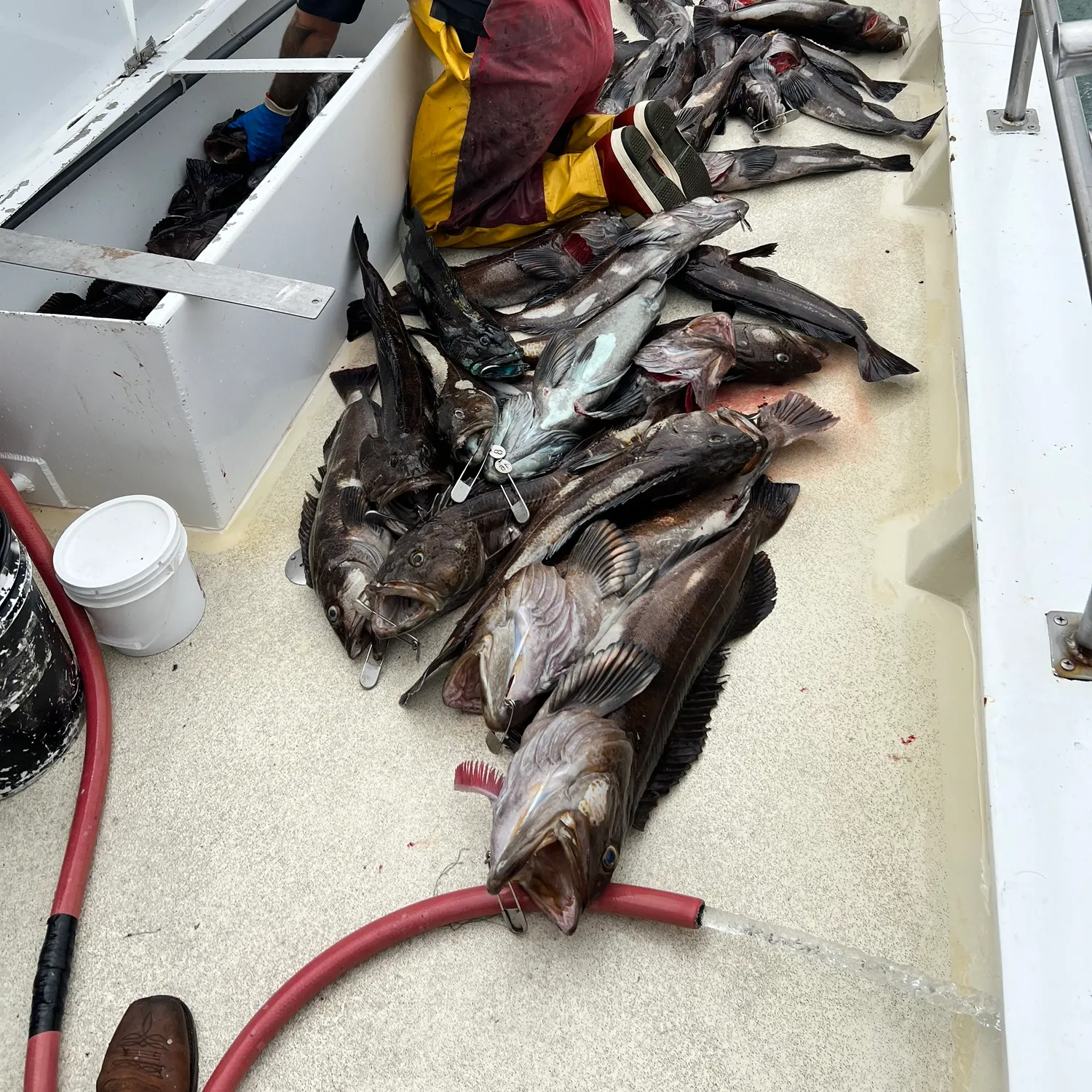 Fish caught on Fishbrain