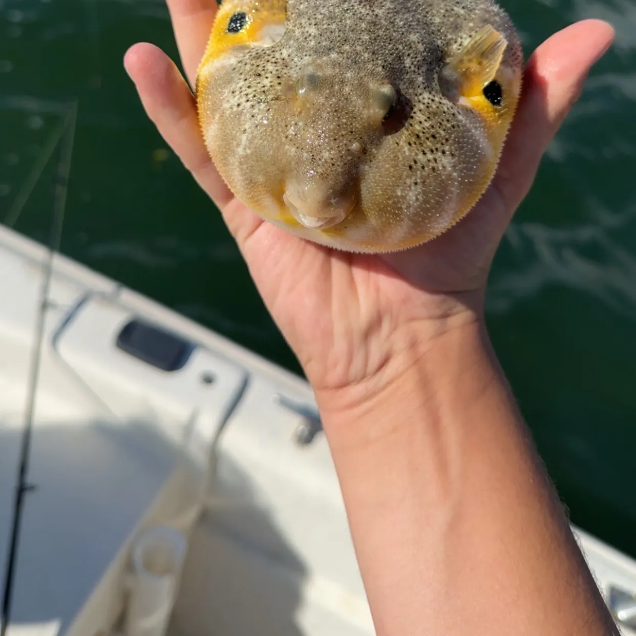 Northern puffer caught on Fishbrain
