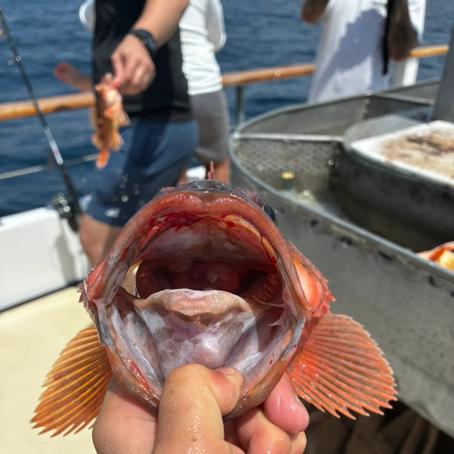 The most recent Vermilion rockfish catches on Fishbrain