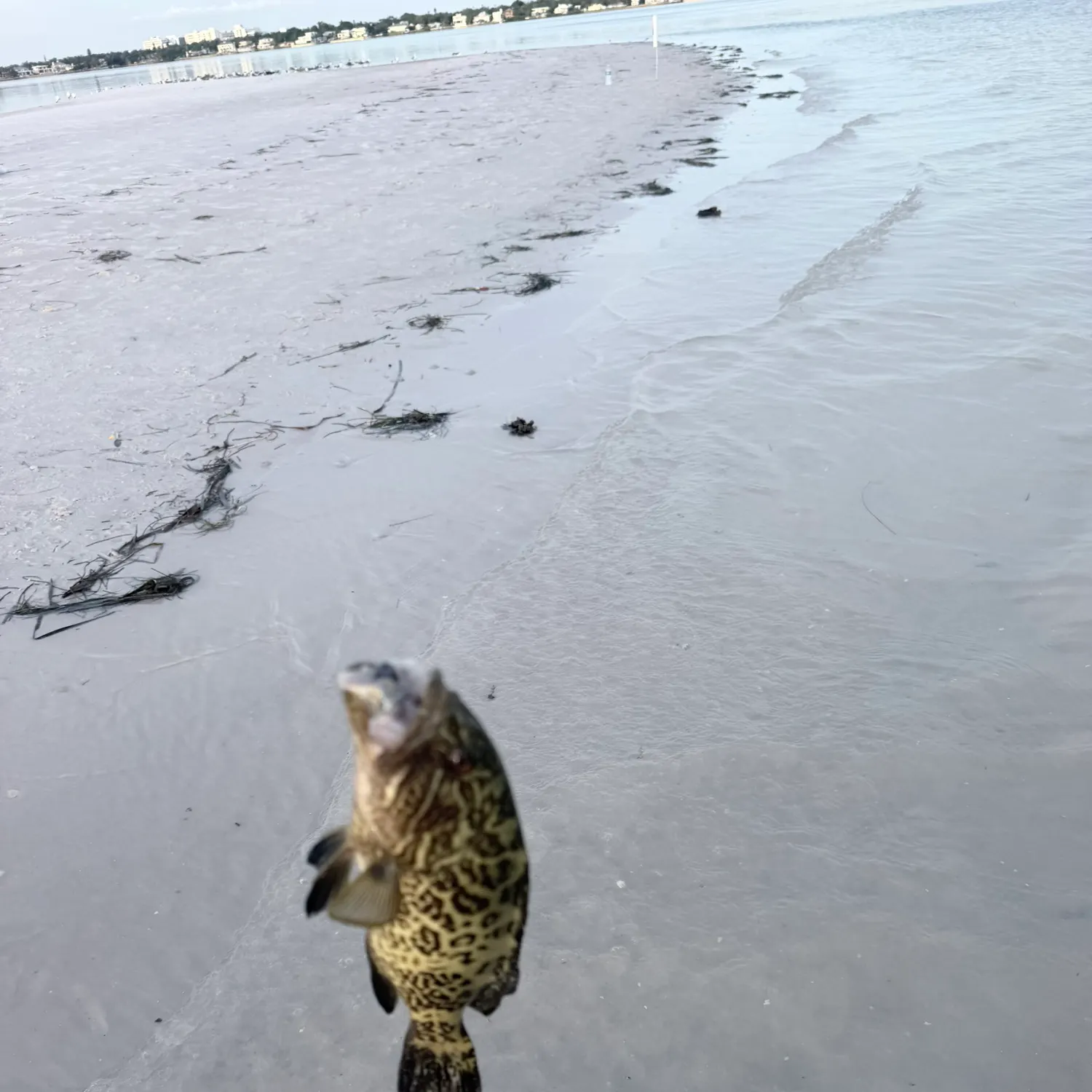 The most recent Gulf grouper catches on Fishbrain