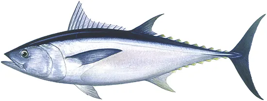 Longtail tuna