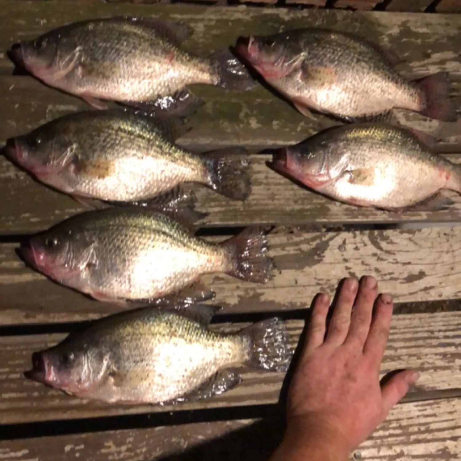 recently logged catches