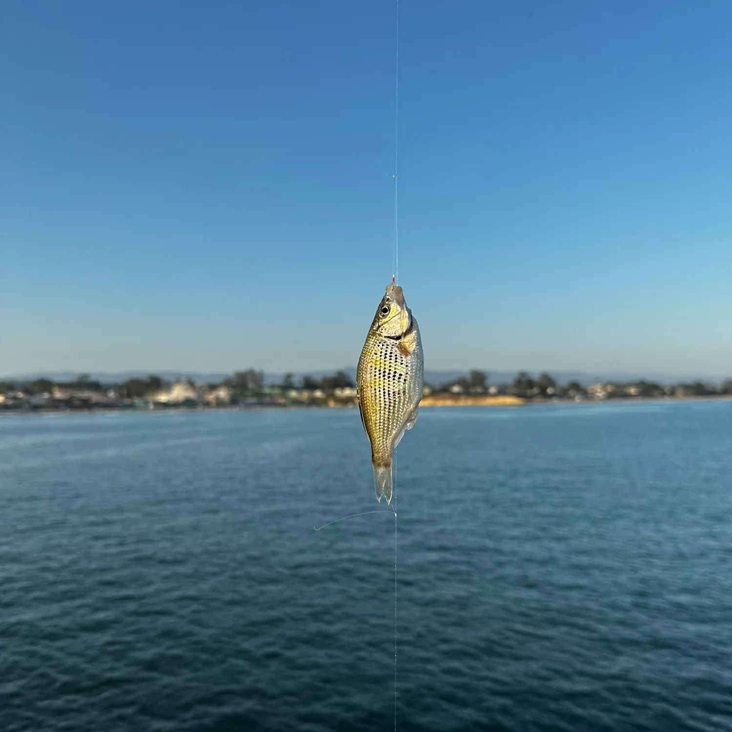 The most recent Shiner perch catches on Fishbrain