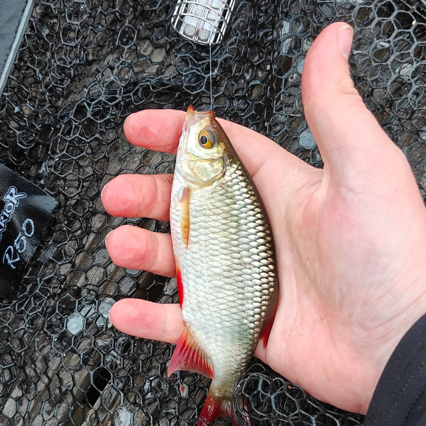 Common rudd caught on Fishbrain
