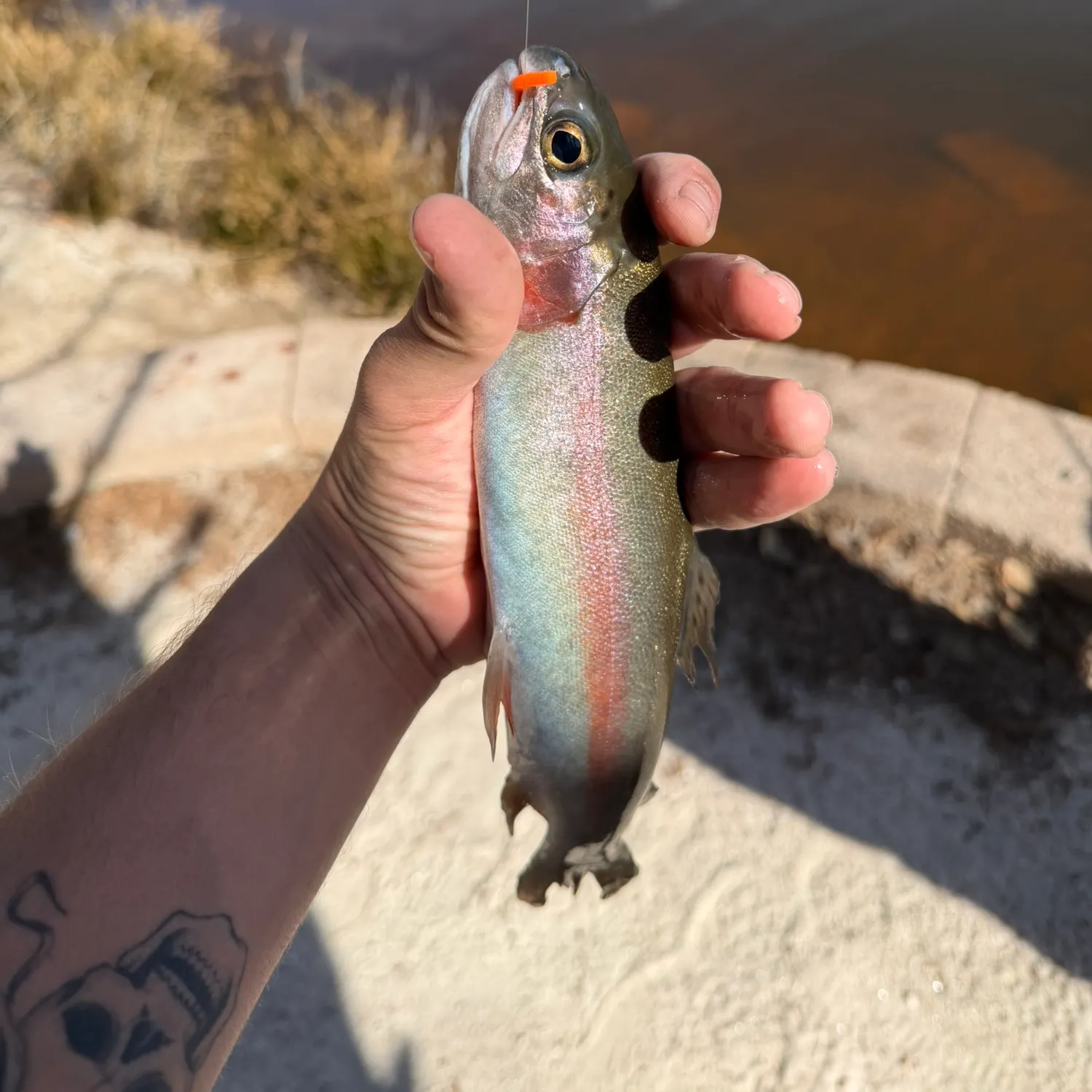 The most recent Cutbow catches on Fishbrain