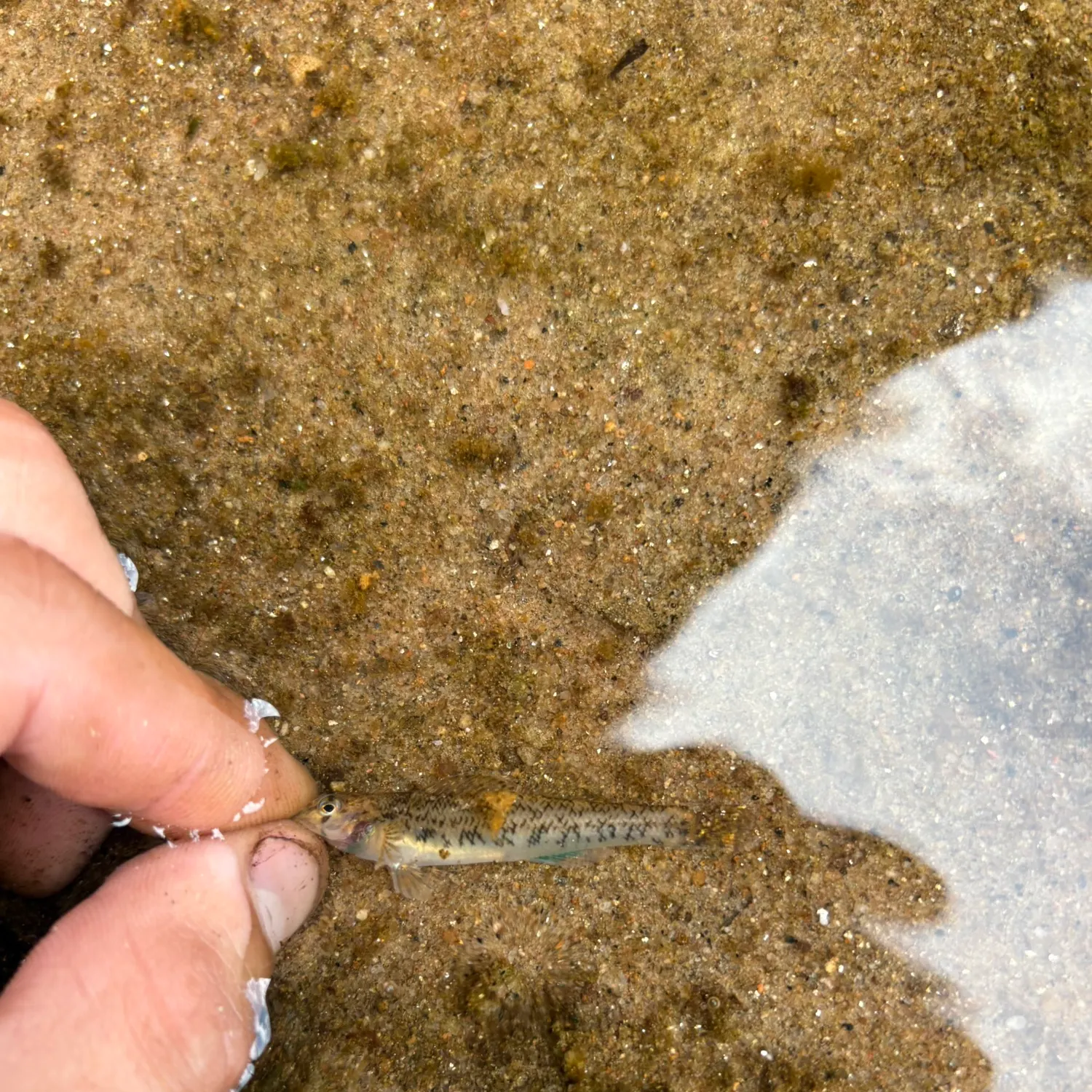 Turquoise darter caught on Fishbrain