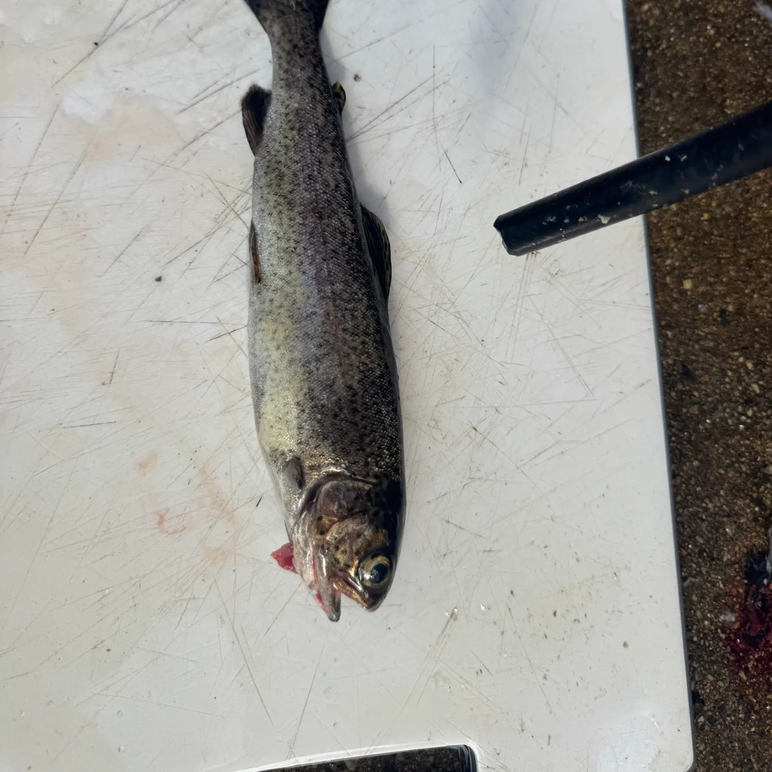 Rainbow trout caught on Fishbrain