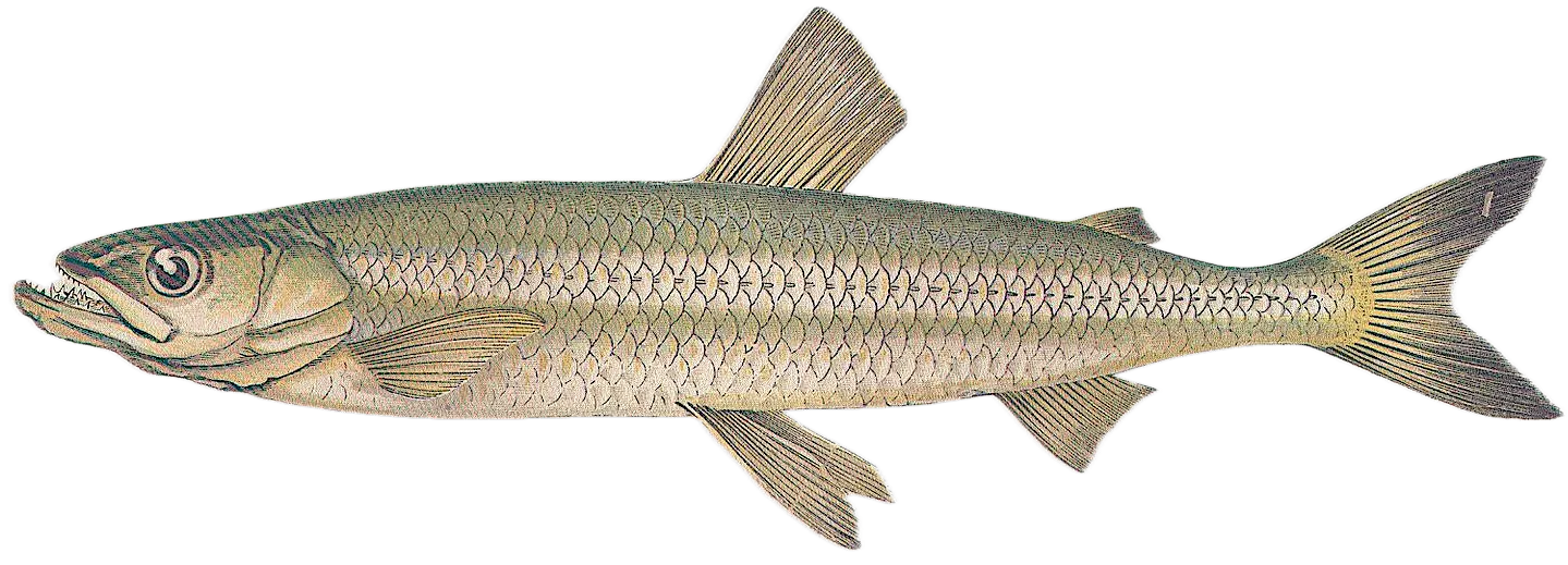 European smelt