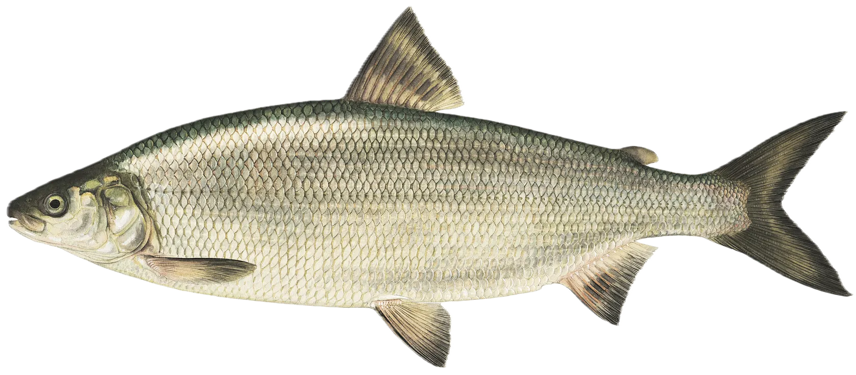 Lake whitefish