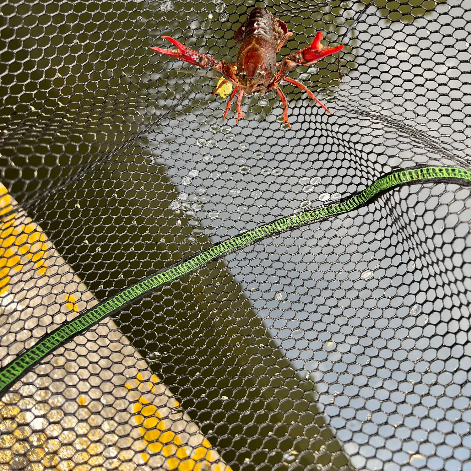 Fish caught on Fishbrain