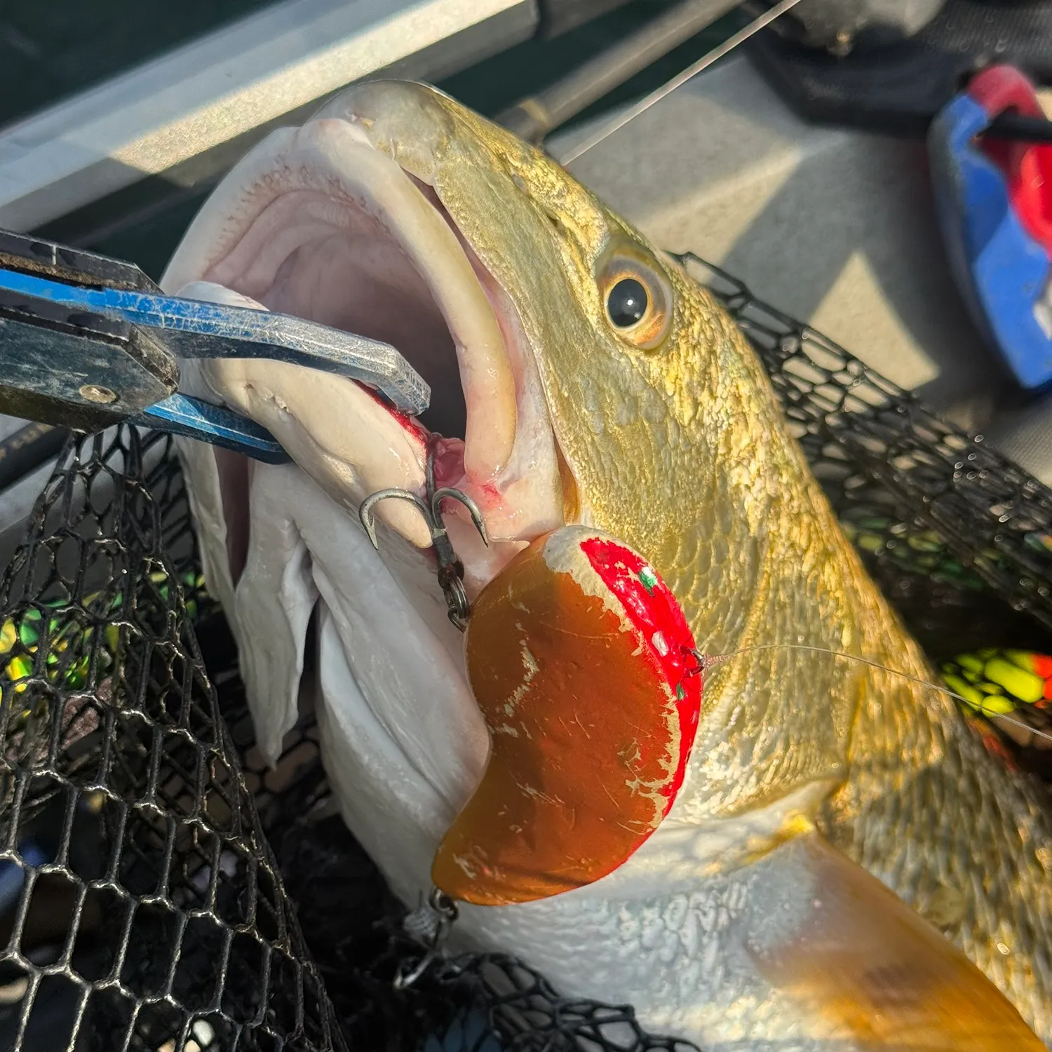 Red drum caught on Fishbrain