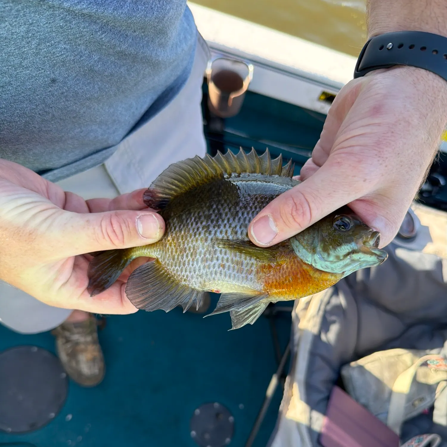Bluegill caught on Fishbrain
