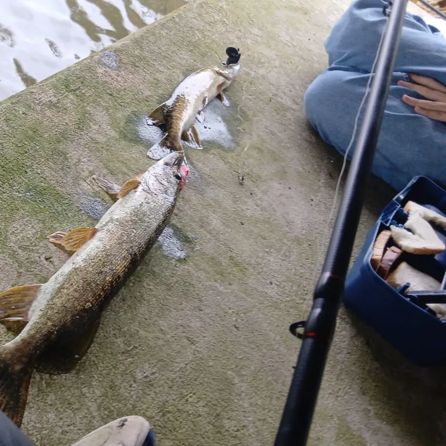 Northern pike caught on Fishbrain
