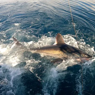 The most recent Porbeagle catches on Fishbrain