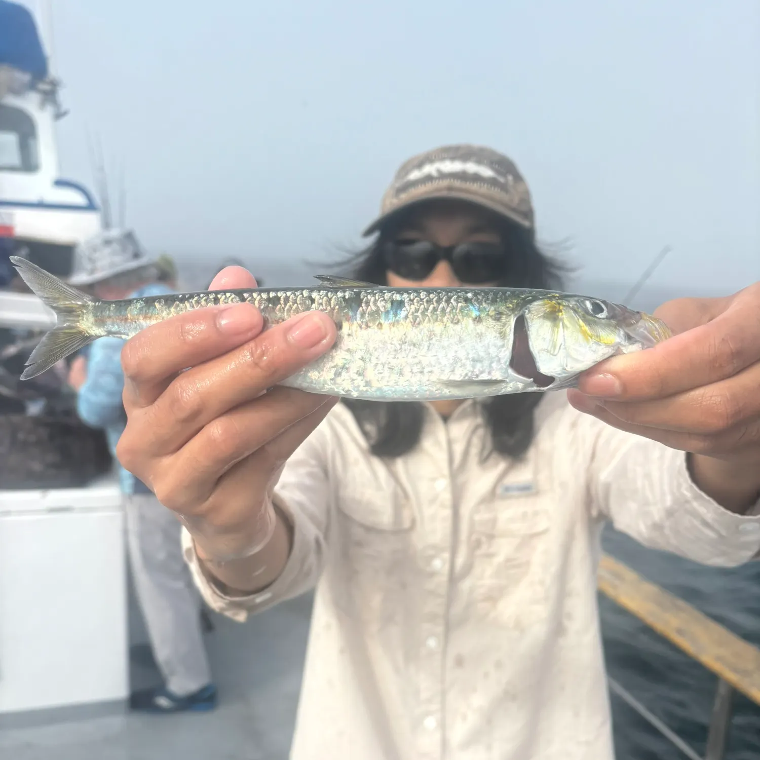 The most recent Pacific sardine catches on Fishbrain