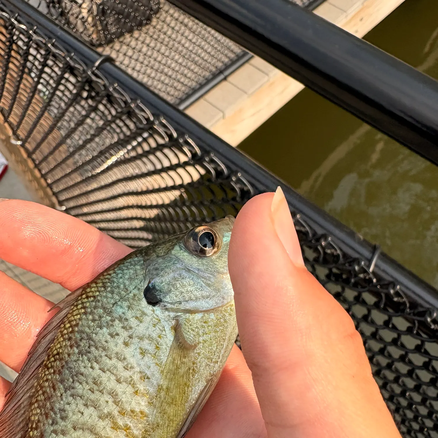 Bluegill caught on Fishbrain