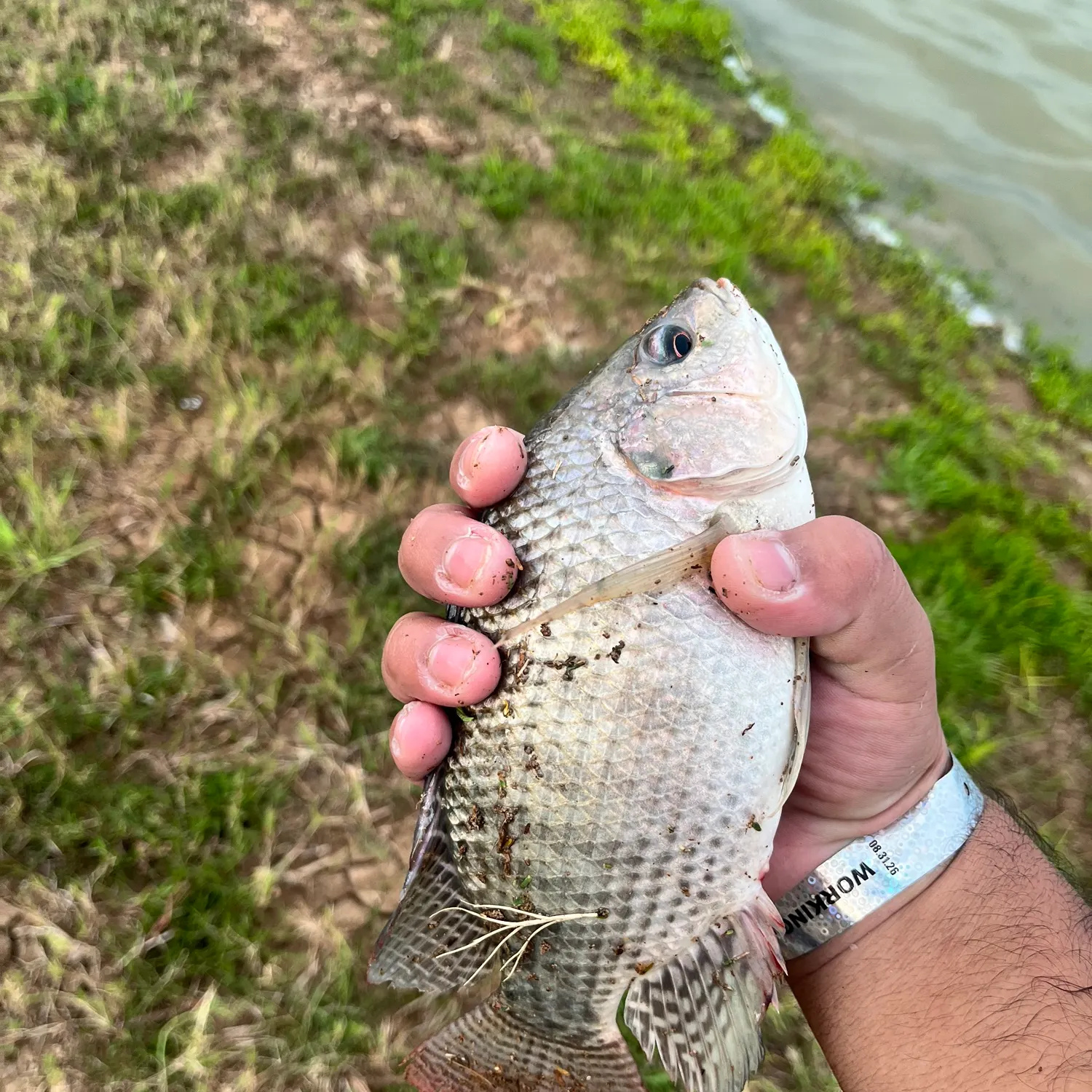 Redbreast tilapia caught on Fishbrain
