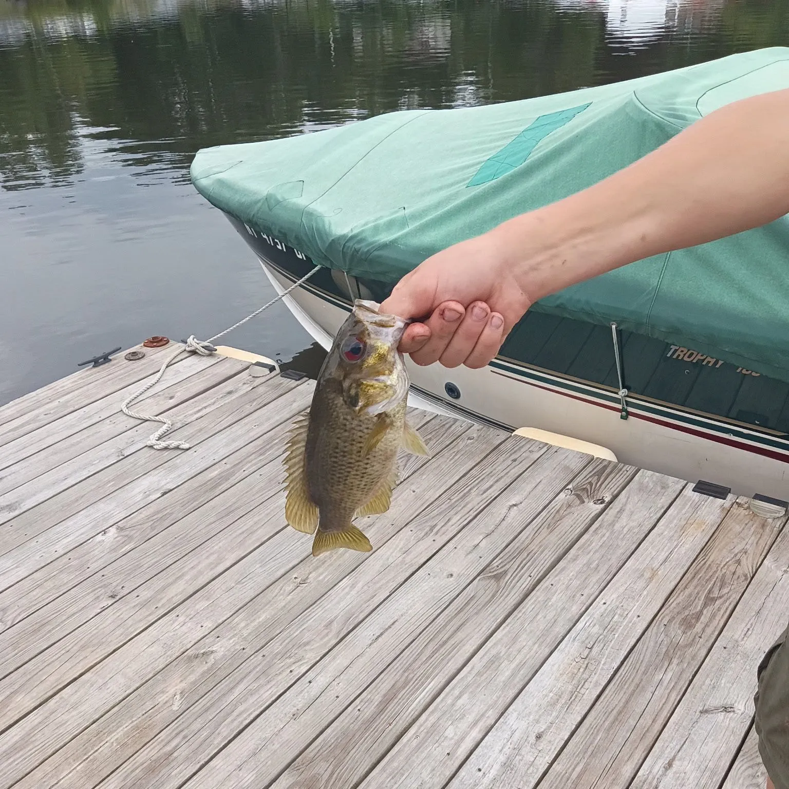 Rock bass caught on Fishbrain