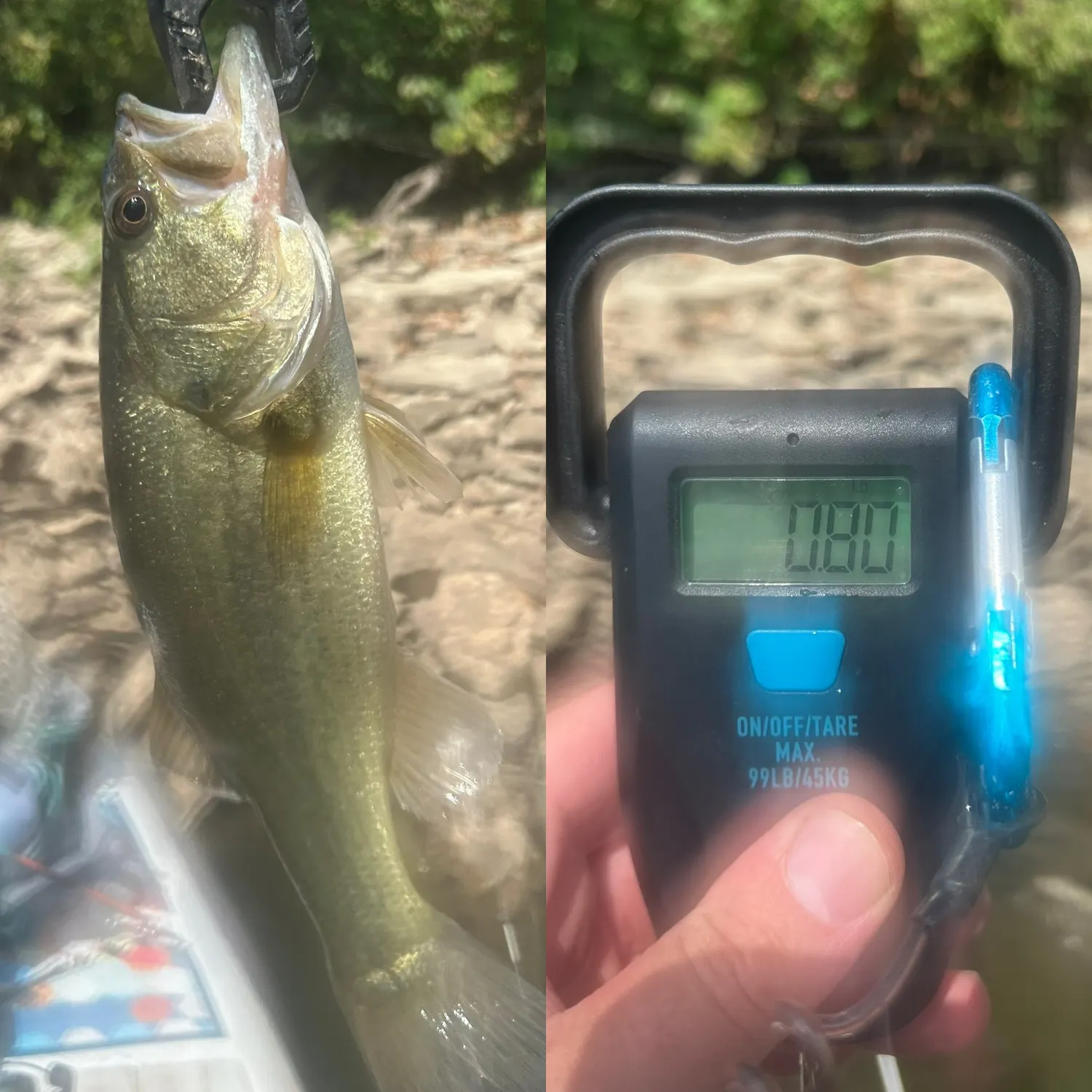 Largemouth bass caught on Fishbrain