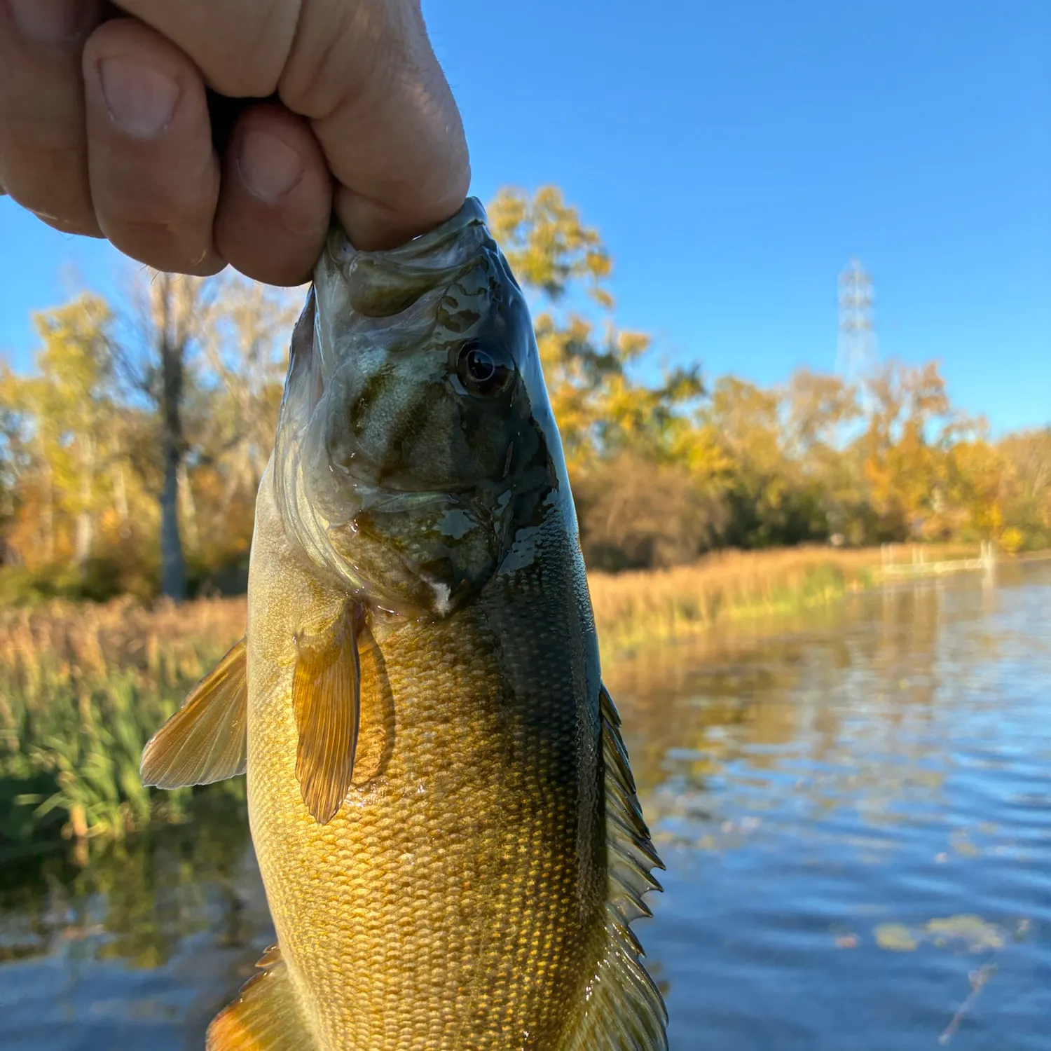 Smallmouth bass caught on Fishbrain