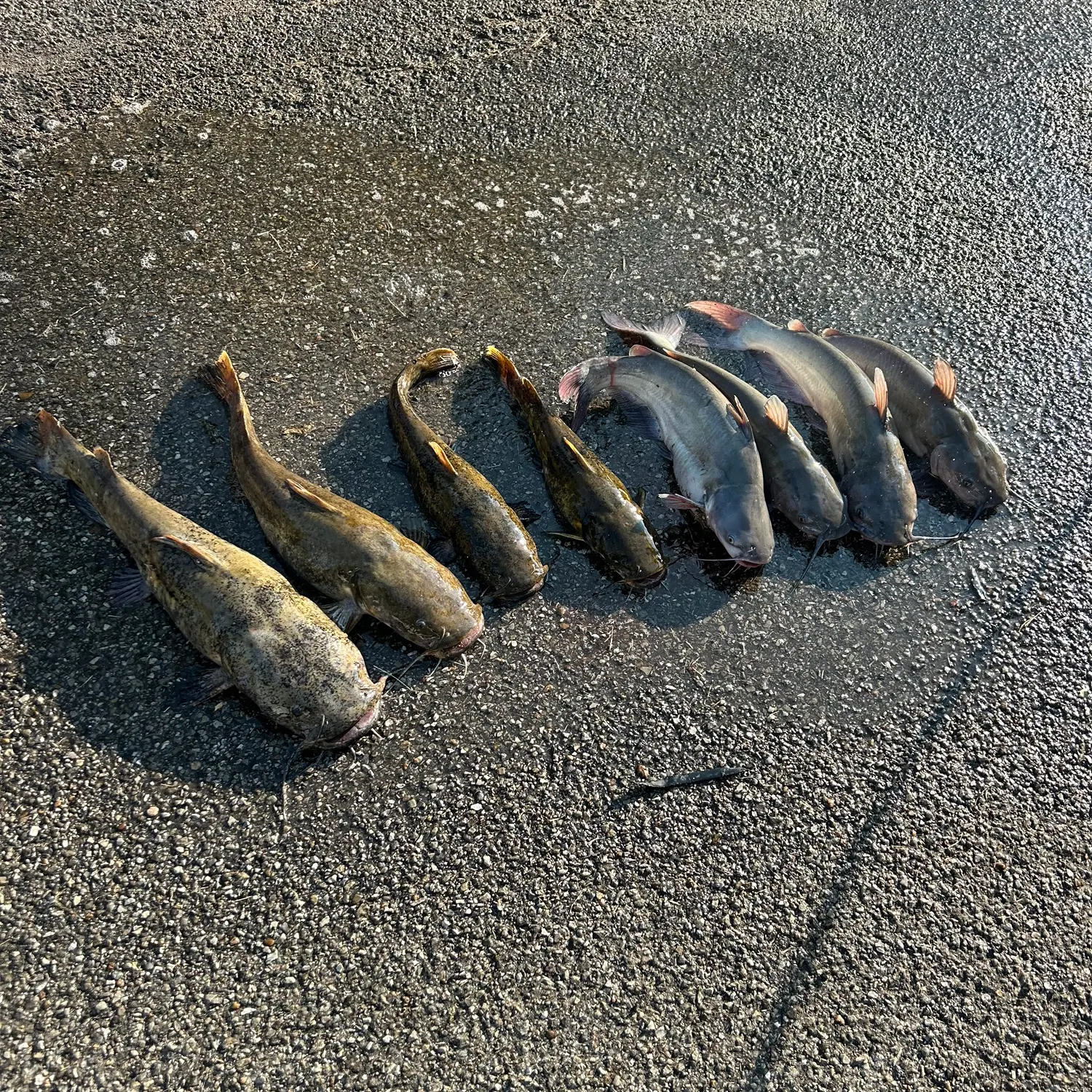 recently logged catches