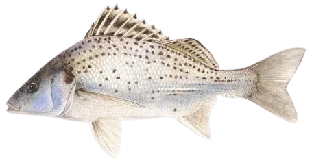 Smallspotted grunter