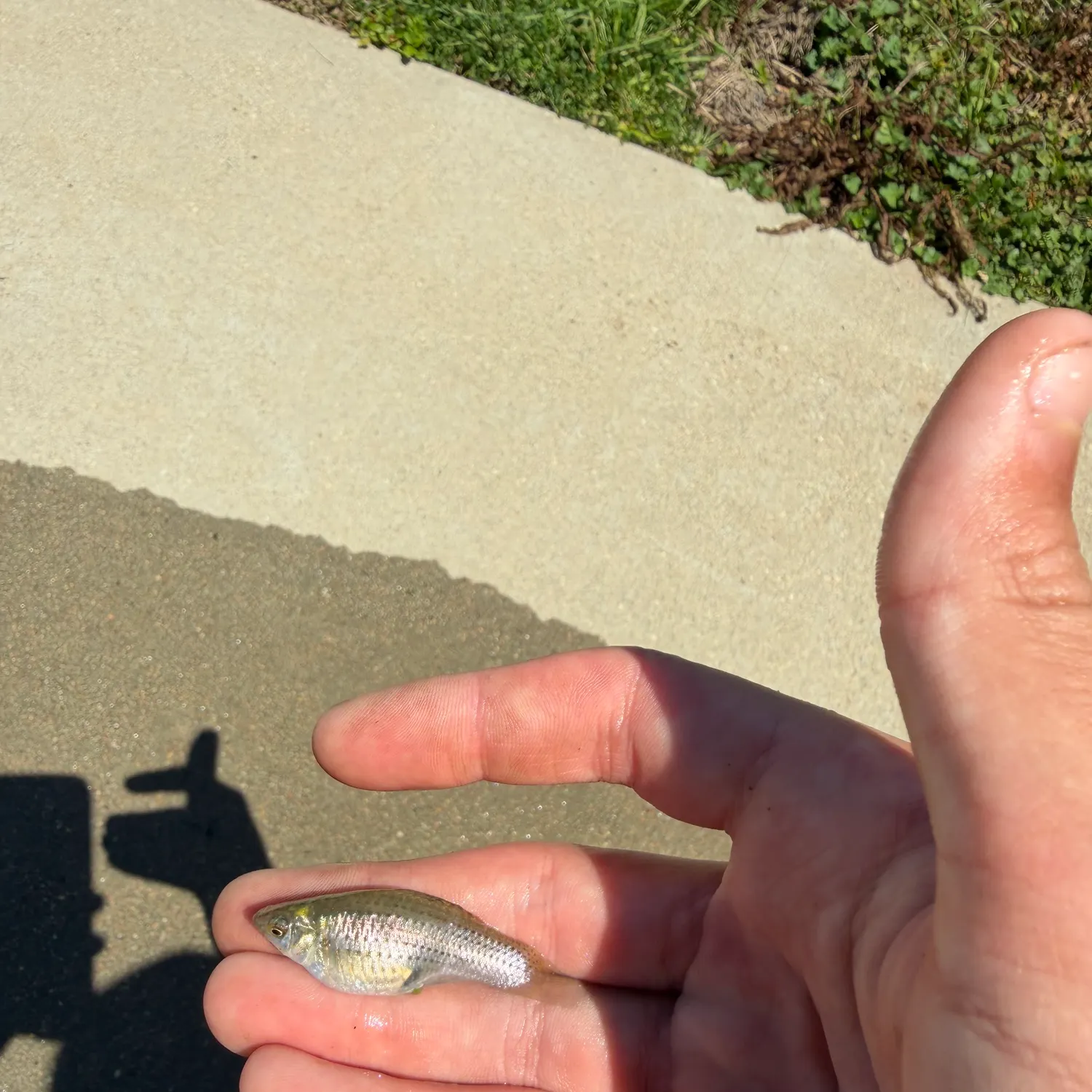 The most recent Mexican molly catches on Fishbrain