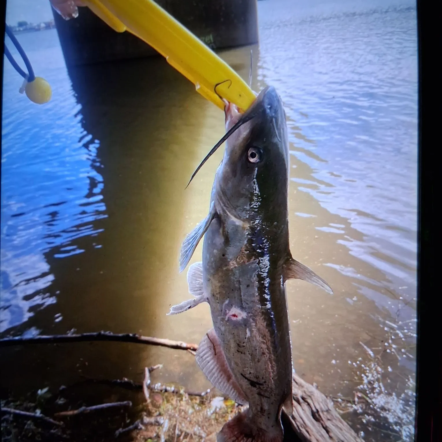 Channel catfish caught on Fishbrain